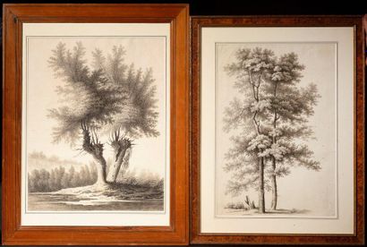 null Ecole française du XIXème siècle Deux études d’arbres Crayon noir 47 x 37 cm...