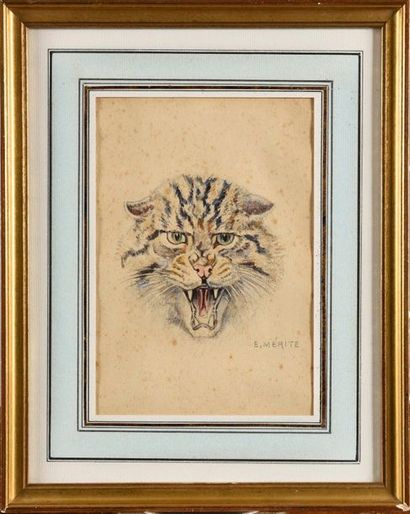 null Édouard Paul MÉRITE (1867-1941) Tête de chat sauvage feulant Aquarelle sur papier...