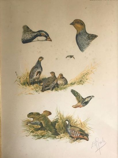 null INBO

Suite of three colour engravings 

Birds and dogs

Signed

At Ducher's

33,5...