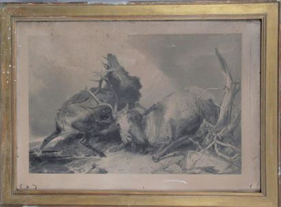 null D’après Richard ANDSELL 1815-1885. «Combat de cerfs.» Gravure. 74 x 105 cm (Papier...