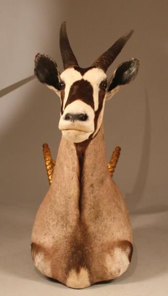 null Tête d'Oryx gazelle (CH): tête en cape provenance d'Afrique du sud. Oryx ga...