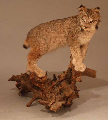 null Lynx du Canada - très belle taxidermie d'1 spécimen monté sur souche massive...