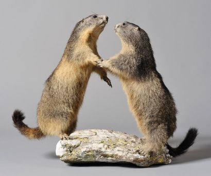 null Marmottes des Alpes: diorama de 2 spécimens en attitude de jeu, sur socle minéral...