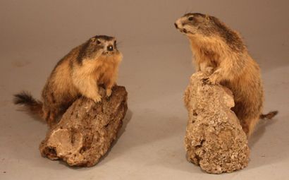 null Marmotte des Alpes - CH. Marmota marmota.