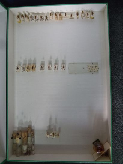 null Lot de 33 boîtes entomologiques vitrées comprenant différents spécimens d’insectes...