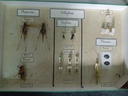 null Lot de 33 boîtes entomologiques vitrées comprenant différents spécimens d’insectes...