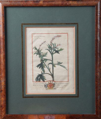null Two botanical plates Engravings enhanced with watercolour One at the expense...