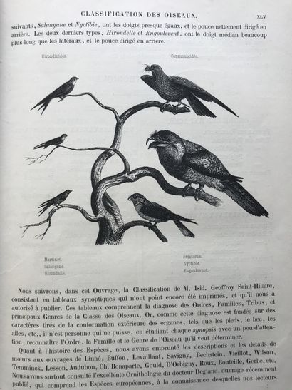 null Emm. Le MAOUT

Histoire naturelle des oiseaux

à Paris chez L. Curmer

1853

Nombreuses...