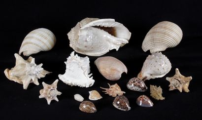 null COLLECTION of seventeen shells and conch, pearly.