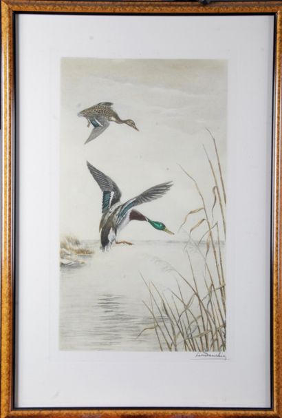 null Léon DANCHIN (1887-1938) "Mallard ducks on the pond" Colour engraving 74 x 48,5...