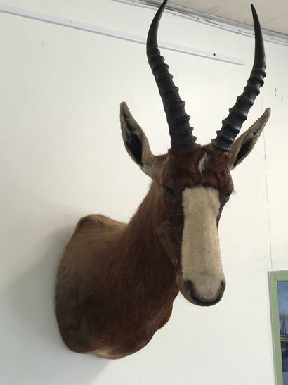null A Blesbok (Damaliscus pyragus) (CH),

Head in cape, specimen collected in South...