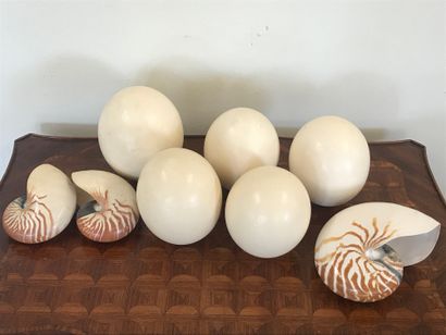 null 
Lot of five ostrich eggs and three nautilus shells
