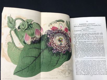 null Syndenham EDWARDS (1768-1819)

The botanical register consisting of coloured...