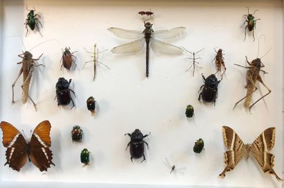 null Trois boîtes entomologiques vitrées comprenant différents specimens

Autorisés...