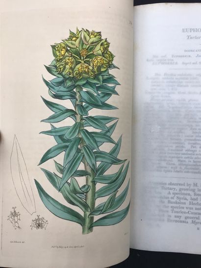 null Syndenham EDWARDS (1768-1819)

The botanical register consisting of coloured...