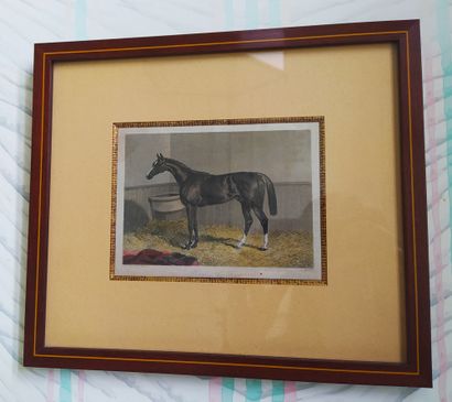  SET OF THREE English polychrome engravings representing horses. 19th century. 10...