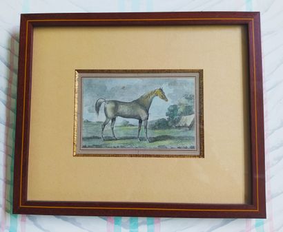 null SET OF THREE English polychrome engravings representing horses. 19th century....