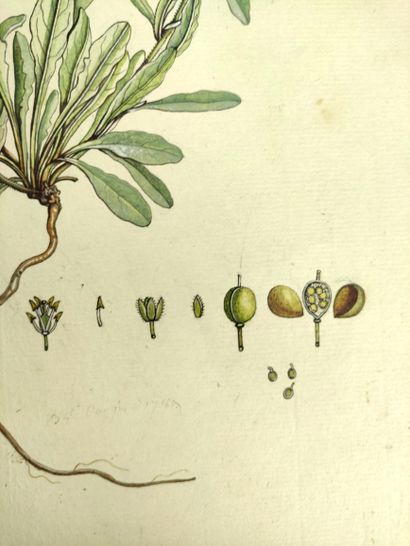 null 18th century FRENCH SCHOOL Botanical plates Suite of four watercolors on paper...