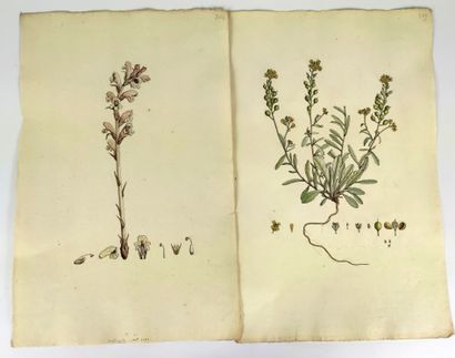  ECOLE FRANCAISE du XVIIIème siècle Planches de botanique Suite de quatre aquarelles...