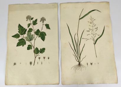 null ECOLE FRANCAISE du XVIIIème siècle Planches de botanique Suite de quatre aquarelles...