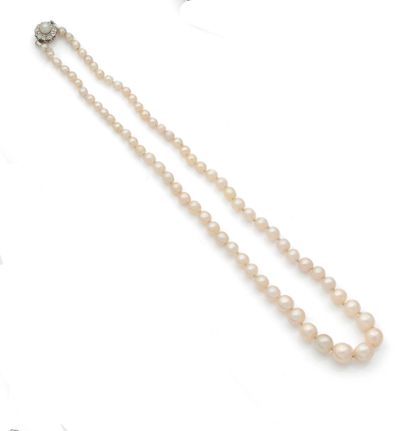 COLLIER de perles blanches (non testées)...