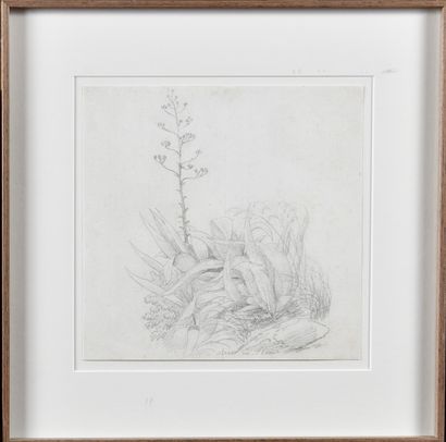 null ÉCOLE FRANÇAISE VERS 1800 Aloès en fleurs Graphite sur papier 23.5 x 23 cm Graphite...