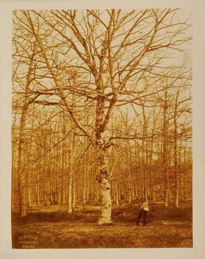 Constant FAMIN (1827-1888) Etude d'arbres en forêt de Fontainebleau, vers 1870 Tirage...