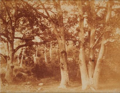 Charles MARVILLE (1816-1879) Etude d'arbres en forêt de Fontainebleau,1854 Tirage...