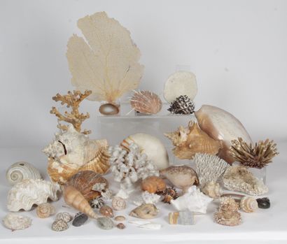 null IMPORTANT LOT OF SHELLS AND CORAL BRANCHES