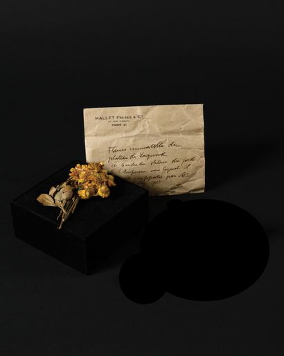 null SOUVENIRS DE SAINTE-HELENE Dans une enveloppe manuscrite à la plume : « Fleurs...