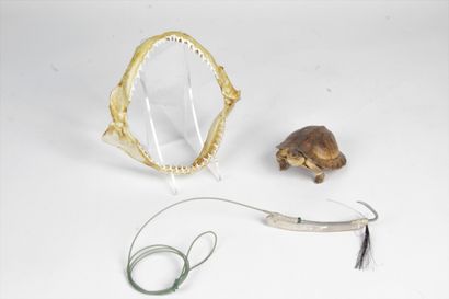 null LOT including a fish jaw and a small land turtle, mother-of-pearl hook.