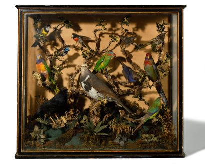  DIORAMA OF TAXIDERMY containing a set of...