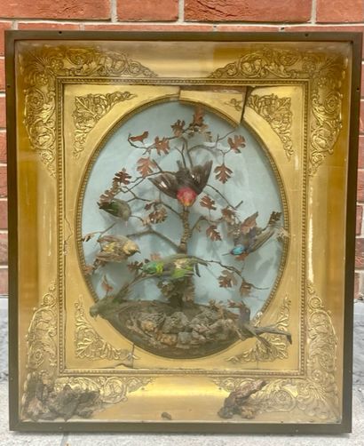 null Important GROUP WITH NATURALIZED BIRDS mounted in a wood and gilded stucco frame...