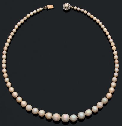 null 
MIXED NECKLACE

of 66 white pearls in fall. Flower-shaped clasp holding a pearl...