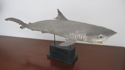 null "Requin "citron" naturalisé présenté sur un socle en bois laqué noir. Il est...