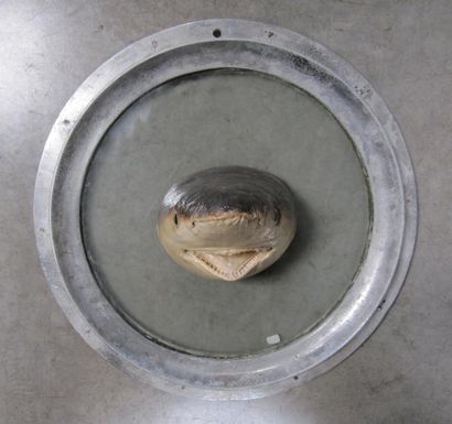 null Tête de requin naturalisé présenté sur un hublot fixe en aluminium. Diamètre:...
