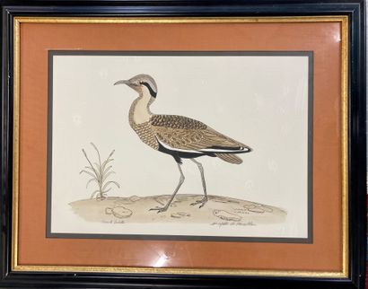 null 
PAIRE D'AQUARELLES à décor d'oiseaux




L'un représentant un vanneau huppé.



signées


A...