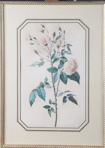 null Attribué à Marie Edwige NEPVEU (1800-1867) LA ROSE Aquarelle. 47 x 29