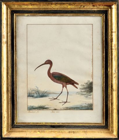 null JACQUES BARRABAND (1767-1809)

Black Ibis

Watercolor.

Annotated in the margin...