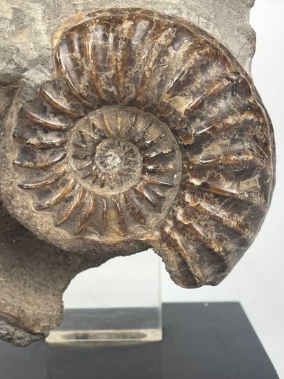 null FOSSILES
Bloc avec ammonites polies
Monté sur socle
24 x 12 cm