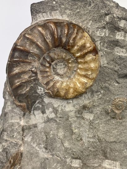null FOSSILES
Bloc avec ammonites polies
Monté sur socle
24 x 12 cm