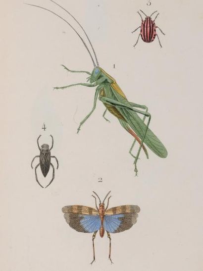 MULSANT Martial - Étienne Lettres à Julie sur l'entomologie suivies d'une description...