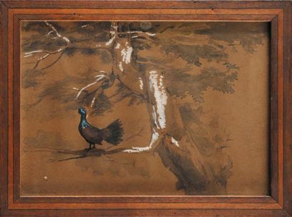 Jules Bertrand GÉLIBERT (1834-1916) Coq de bruyère en forêt Crayon aquarelle et gouache...