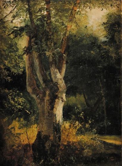 Louis Auguste LAPITO (1803-1874) Grand arbre Fontainebleau au Printemps Huile sur...