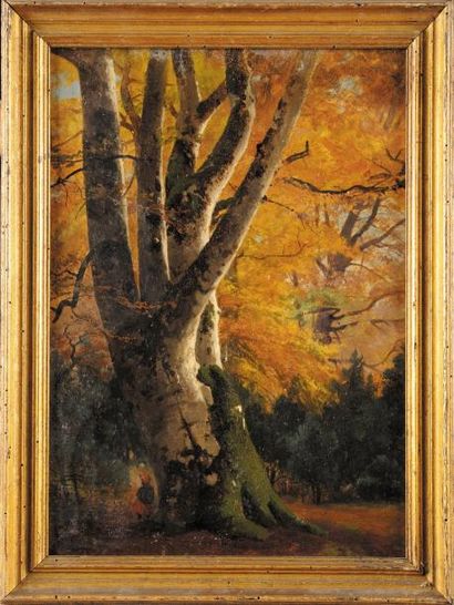 Louis Auguste LAPITO (1803-1874) Grand arbre Fontainebleau en Automne Huile sur papier...