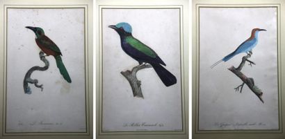 null SUITE DE TROIS GRAVURES polychromes à sujets d'oiseaux exotiques XVIIIème siècle...