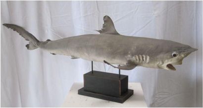 null Requin citron naturalisé présenté sur un socle en bois laqué noir. Il est appelé...