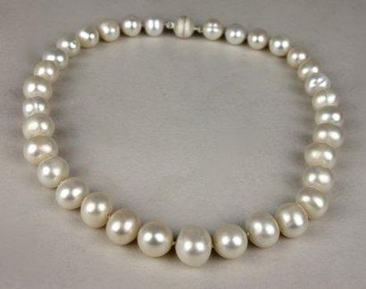  COLLIER "chocker" en perles de culture, fermoir en argent. Poids brut: 114 g. Longueur:...