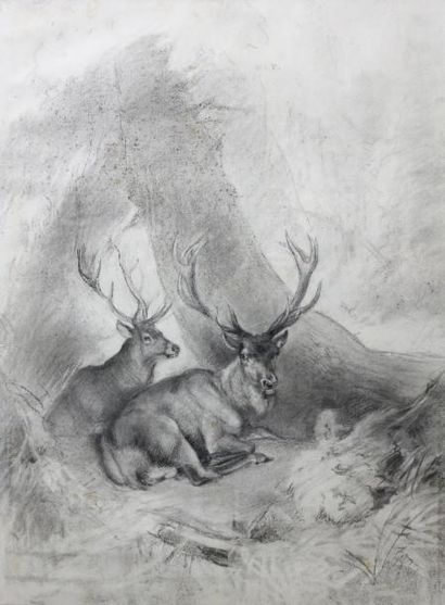 PANSEE (XIXe) Deux cerfs couchés dans un sous-bois Dessin 58 x 43 cm (à vue)