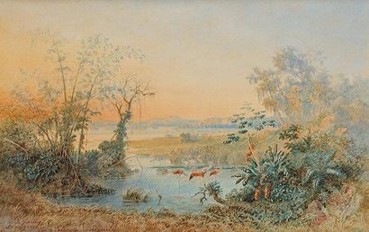 C.Anton GOERING (1836-1905) Flamands roses à Leipgig (Venezuela) Gouache et aquarelle...